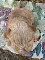 Sam, a male Miniature Goldendoodle for sale in Cottonwood, CA – 2 of 6