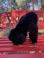 Sam, a male Miniature Goldendoodle for sale in Cottonwood, CA – 6 of 10
