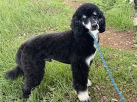Brandon, a male Miniature Goldendoodle for sale in Cottonwood, CA – 6 of 6