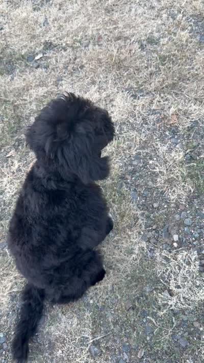 Sam, a male Miniature Goldendoodle for sale in Cottonwood, CA – 10 of 10