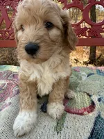 Sam, a male Miniature Goldendoodle for sale in Cottonwood, CA – 3 of 6