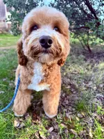 Taylor, a male Miniature Goldendoodle for sale in Cottonwood, CA – 6 of 6