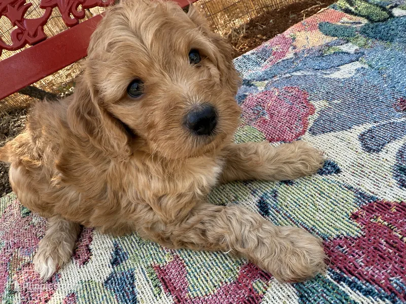 Taylor – Miniature Goldendoodle puppy for sale in Cottonwood, CA