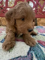 Cody, a male Miniature Goldendoodle for sale in Cottonwood, CA – 2 of 5