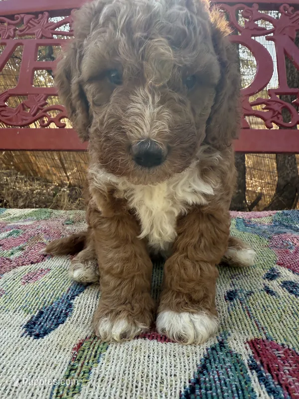 Jack – Miniature Goldendoodle puppy for sale in Cottonwood, CA