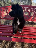 Sam, a male Miniature Goldendoodle for sale in Cottonwood, CA – 5 of 10