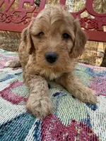 Taylor, a male Miniature Goldendoodle for sale in Cottonwood, CA – 3 of 6