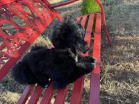 Sam, a male Miniature Goldendoodle for sale in Cottonwood, CA – 2 of 10