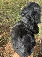 Tiny Tim, a male Miniature Goldendoodle for sale in Cottonwood, CA – Photo 4 of 6
