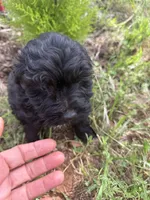 Tiny Tim, a male Miniature Goldendoodle for sale in Cottonwood, CA – Photo 2 of 6
