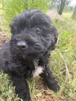 Tiny Tim, a male Miniature Goldendoodle for sale in Cottonwood, CA – Photo 3 of 6
