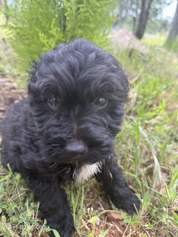 Tiny Tim, a male Miniature Goldendoodle for sale in Cottonwood, CA – Photo 1 of 6