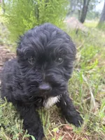 Tiny Tim, a male Miniature Goldendoodle for sale in Cottonwood, CA – Photo 1 of 6