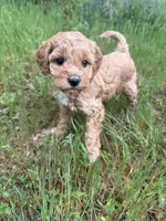 Skylee , a female Miniature Goldendoodle for sale in Cottonwood, CA – Photo 2 of 6
