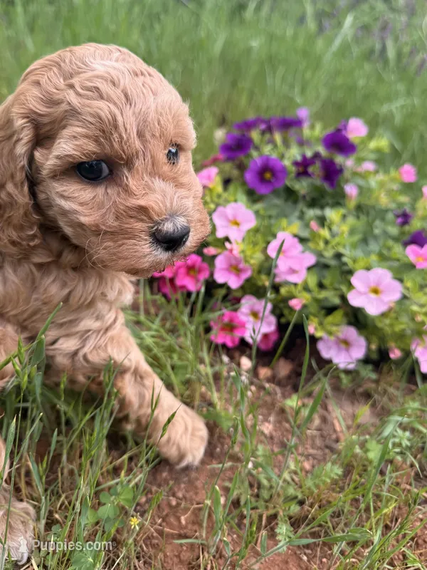 Skylee , a female Miniature Goldendoodle for sale in Cottonwood, CA – Photo 1 of 6