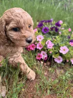Skylee , a female Miniature Goldendoodle for sale in Cottonwood, CA – Photo 1 of 6