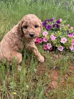 Skylee , a female Miniature Goldendoodle for sale in Cottonwood, CA – Photo 3 of 6