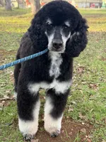 Skylee , a female Miniature Goldendoodle for sale in Cottonwood, CA – Photo 5 of 6