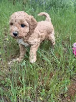 Skylee , a female Miniature Goldendoodle for sale in Cottonwood, CA – Photo 4 of 6
