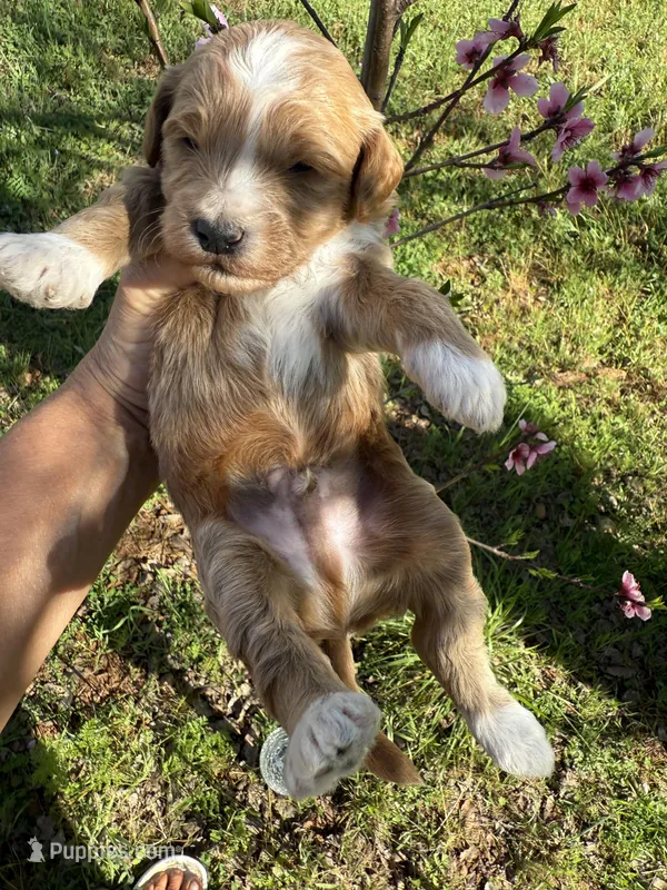 Colton, a male Miniature Goldendoodle for sale in Cottonwood, CA – Photo 1 of 1