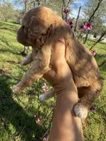 Dani, a female Miniature Goldendoodle for sale in Cottonwood, CA – Photo 2 of 3