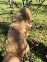 Dani, a female Miniature Goldendoodle for sale in Cottonwood, CA – Photo 3 of 3