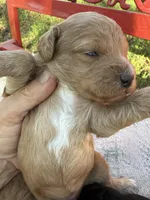 Dani, a female Miniature Goldendoodle for sale in Cottonwood, CA – Photo 1 of 3