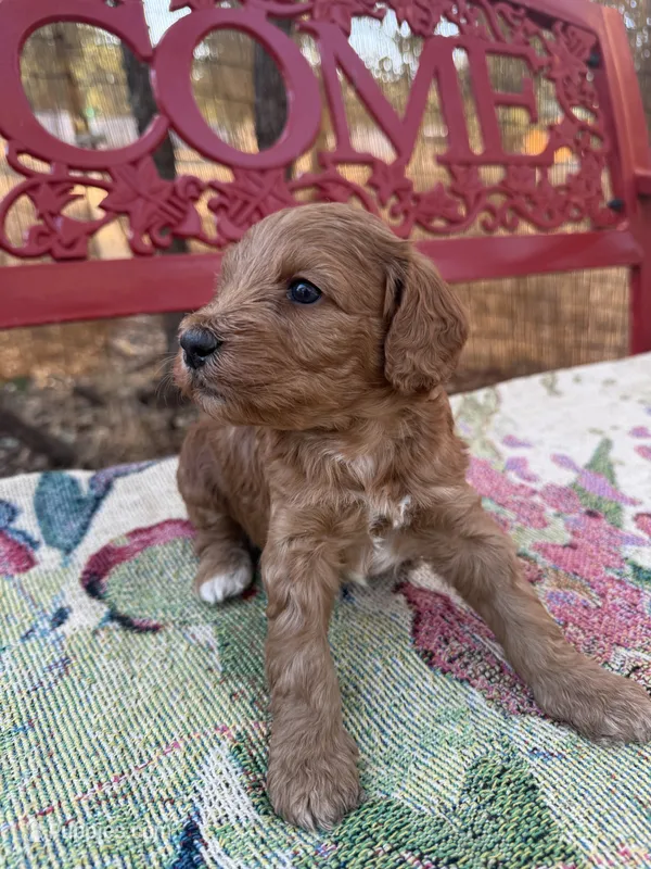 Lisa – Miniature Goldendoodle puppy for sale in Cottonwood, CA