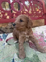 Lisa, a female Miniature Goldendoodle for sale in Cottonwood, CA – 1 of 4