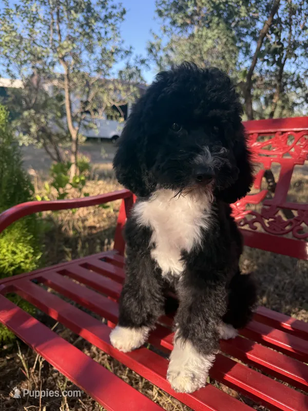 Brandon – Miniature Goldendoodle puppy for sale in Cottonwood, CA