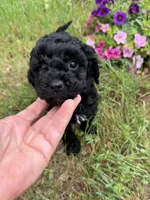 Ebony, a female Miniature Goldendoodle for sale in Cottonwood, CA – Photo 1 of 5