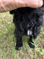 Ebony, a female Miniature Goldendoodle for sale in Cottonwood, CA – Photo 3 of 5