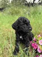 Ebony, a female Miniature Goldendoodle for sale in Cottonwood, CA – Photo 2 of 5