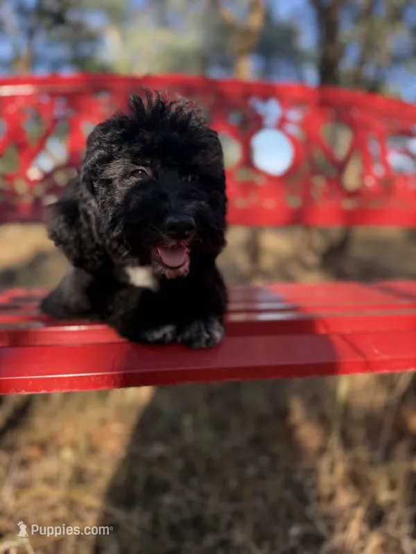 Sam – Miniature Goldendoodle puppy for sale in Cottonwood, CA