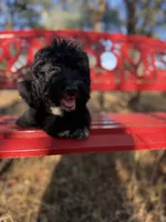 Sam, a male Miniature Goldendoodle for sale in Cottonwood, CA – 1 of 10