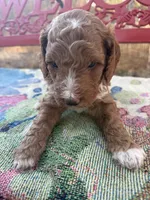 Jack, a male Miniature Goldendoodle for sale in Cottonwood, CA – 2 of 5