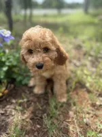Luna, a female Miniature Goldendoodle for sale in Cottonwood, CA – 1 of 6