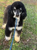 Luna, a female Miniature Goldendoodle for sale in Cottonwood, CA – Photo 6 of 6