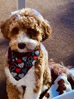 Luna, a female Miniature Goldendoodle for sale in Cottonwood, CA – Photo 5 of 6