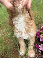 Luna, a female Miniature Goldendoodle for sale in Cottonwood, CA – Photo 4 of 6