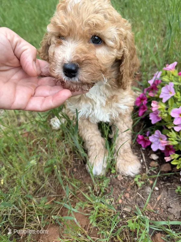 Luna, a female Miniature Goldendoodle for sale in Cottonwood, CA – Photo 1 of 6