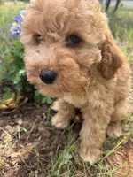 Luna, a female Miniature Goldendoodle for sale in Cottonwood, CA – 2 of 6