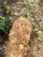 Luna, a female Miniature Goldendoodle for sale in Cottonwood, CA – 3 of 6