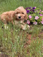 Luna, a female Miniature Goldendoodle for sale in Cottonwood, CA – Photo 2 of 6