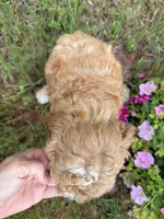 Luna, a female Miniature Goldendoodle for sale in Cottonwood, CA – Photo 3 of 6
