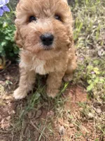 Luna, a female Miniature Goldendoodle for sale in Cottonwood, CA – 4 of 6