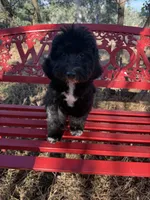 Sam, a male Miniature Goldendoodle for sale in Cottonwood, CA – 4 of 10