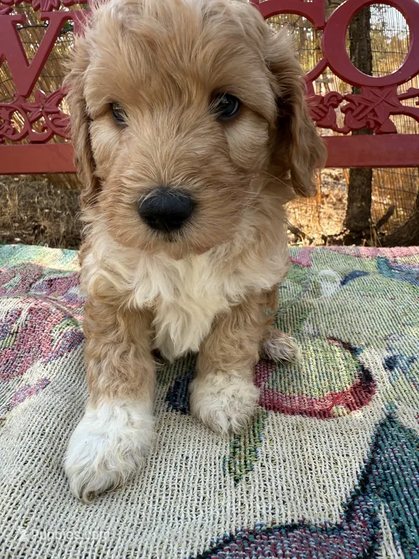 Sam – Miniature Goldendoodle puppy for sale in Cottonwood, CA