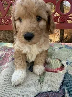 Sam, a male Miniature Goldendoodle for sale in Cottonwood, CA – 1 of 6