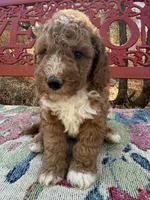 Jack, a male Miniature Goldendoodle for sale in Cottonwood, CA – 3 of 5